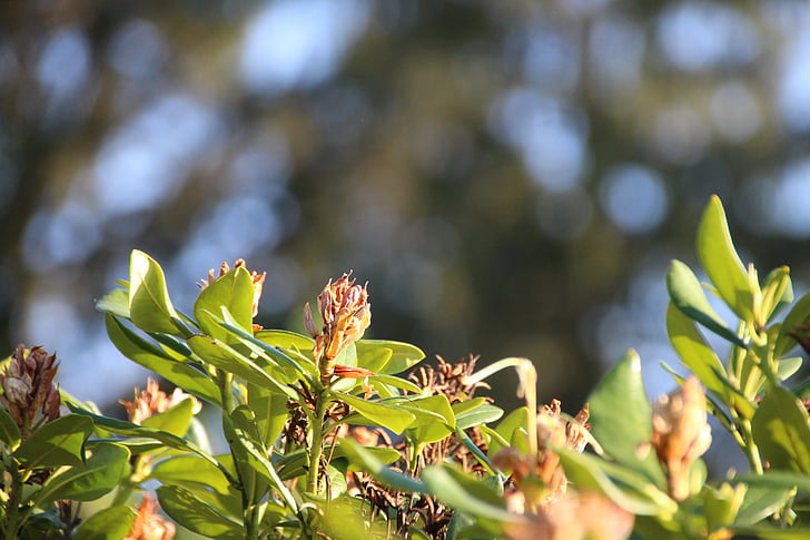 Makro, loodus, lill, Bush, lilled, roheline