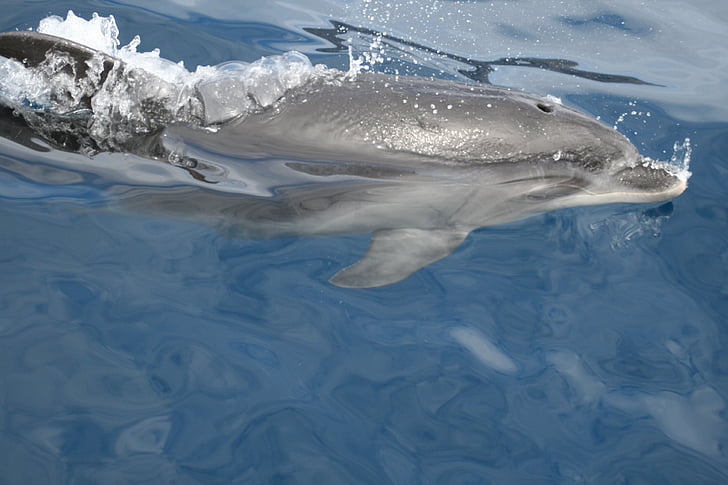 dofins, l'aigua, Mar, mamífers marins, nedar, animals, peix