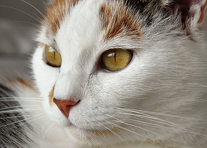 kat, dier, wit, gespot, binnenlandse kat, de ogen van de kat, huisdier