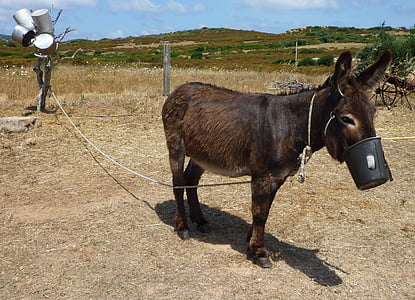 animal, donkey, italy, rural, bauer, agriculture