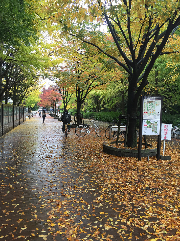 Osaka university, Toyonaka campus, upadek, jesień, Japonia, klon, drzewo