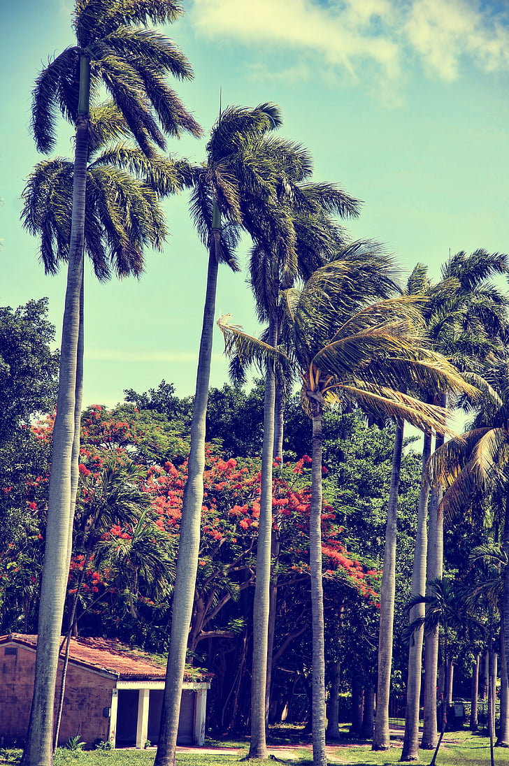 Florida, Miami, Palmové stromy, obloha