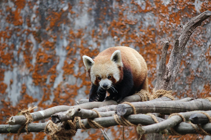 animal, color, cute, environment, fur, head, lesser panda