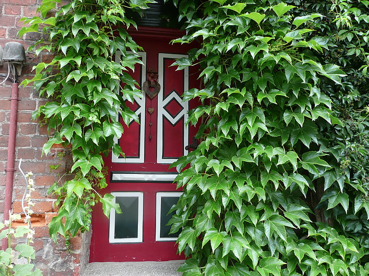 entrance door, ivy, green, red, home, architecture, wall - Building Feature