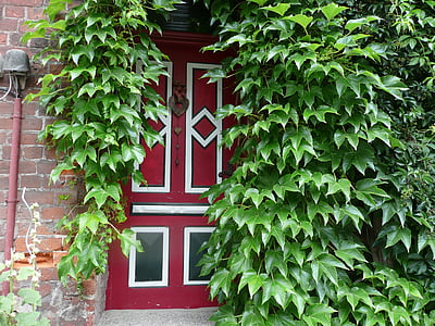 Eingangstür, Efeu, Grün, rot, nach Hause, Architektur, Wand - Gebäude