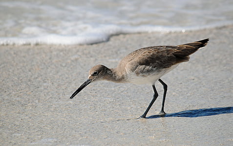 seabird, wader, shoreline, water, wading, birdwatching, beak