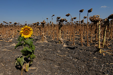 bunga matahari, bidang, pudar