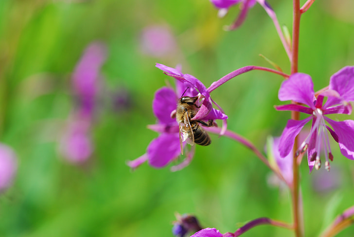 flower, bee, nature, insect, plant