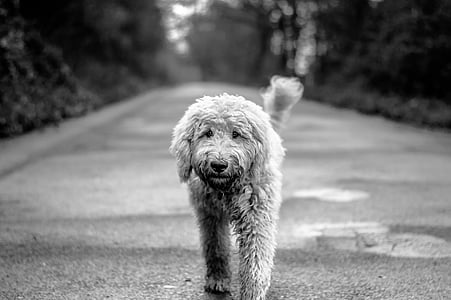 animal, en blanco y negro, canino, lindo, perro, mascota