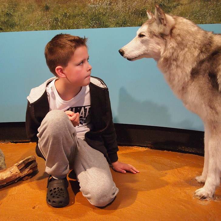 serigala, Anak laki-laki, kekaguman, Crouch, Watch, Museum, Duduk