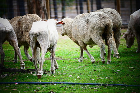 ovelhas, fazenda, lã, grama, animal, Cordeiro, natureza