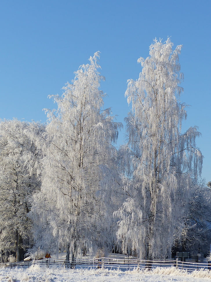 birch, winter, frost, tree, nature, sky, snow