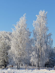 桦木, 冬天, 弗罗斯特, 树, 自然, 天空, 雪
