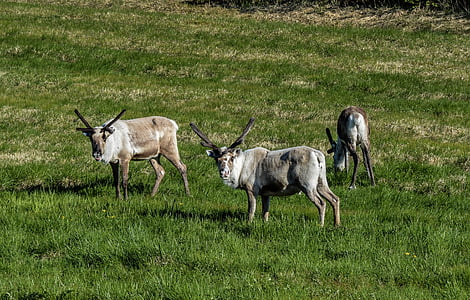 Северный олень, пакет, животное, млекопитающее, Природа, Дикий, Фото