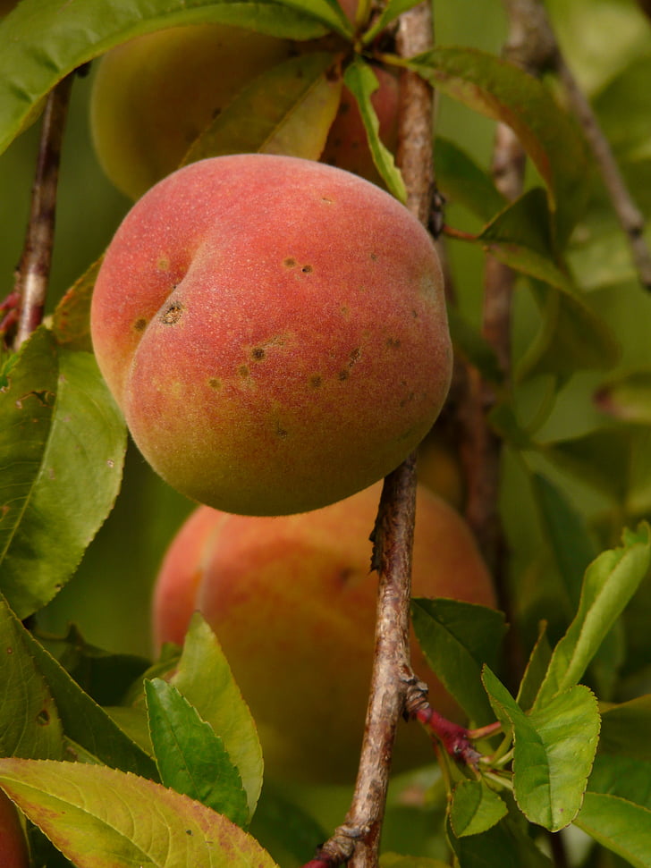 Peach, albero di pesco, Malum persicum, frutta, maturi, succosa, mangiare