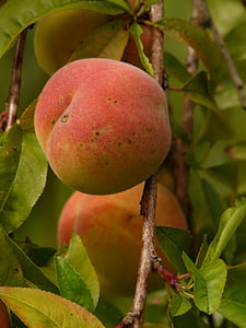 peach, peach tree, malum persicum, fruit, ripe, juicy, eat