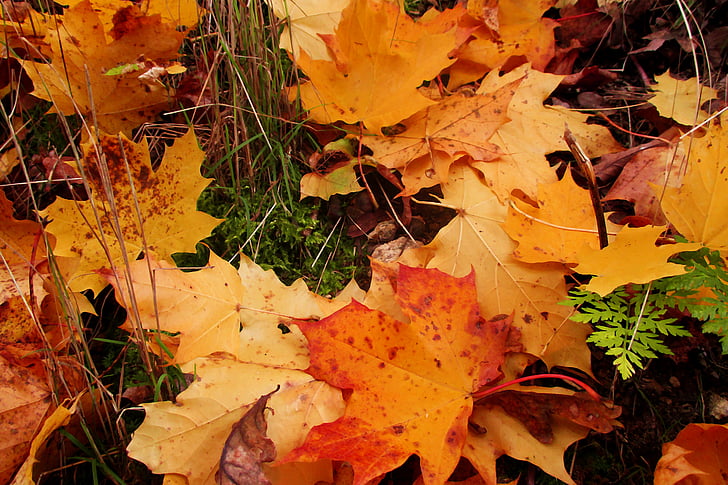 tán lá, mùa thu, màu sắc, cỏ