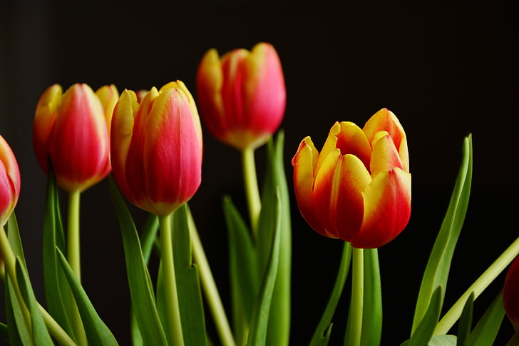 tulipány, jarné kvety, kvet, kvet, schnittblume, flambovanie, Kytica