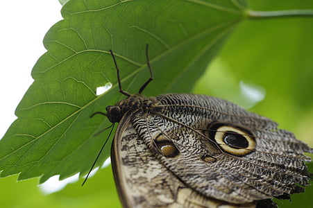 owl butterfly, butterfly, butterfly house, mainau island, mainau, tropical, exotic