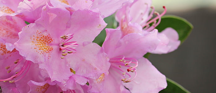 Azalea, blomma, blommor, Anläggningen, ljusa, Rhododendron, sommar