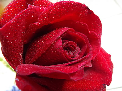 color de rosa, Rocío, agua, rojo, pétalos de, flor, flor color de rosa-