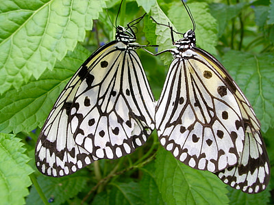 idee leuconoe, vlinder, bug