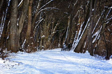 zimné, sneh, Forest, vzdialenosť, stromy, mrazivé, Zimný Les
