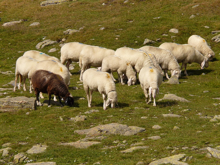 con cừu, đàn cừu, Flock