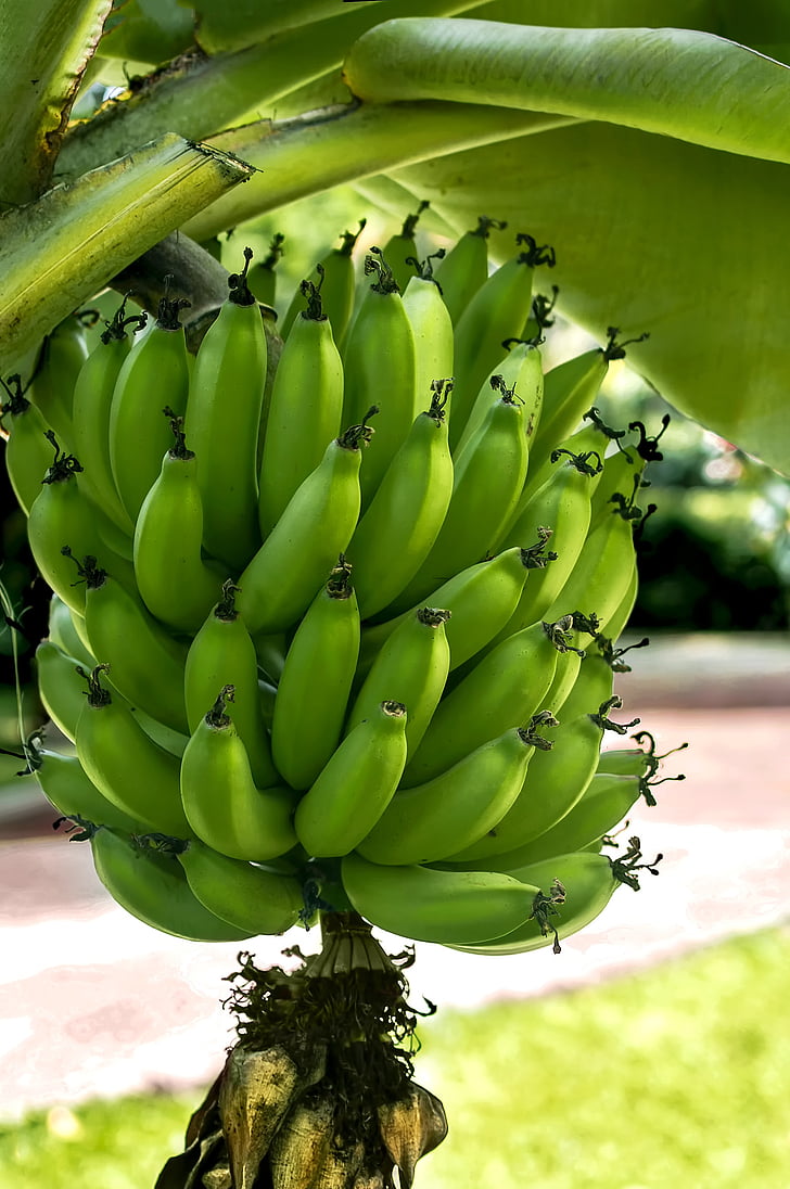 banāni, Kolumbija, Kolumbijas, Kolumbijas pārtikas, pārtika, zaļa, zaļo miltu