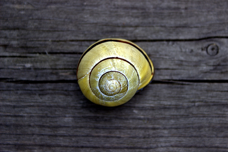 snail, garden, shell, yellow, mollusk