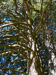 grenar, Pine, fjällskog, träd, fjällvärlden, naturen