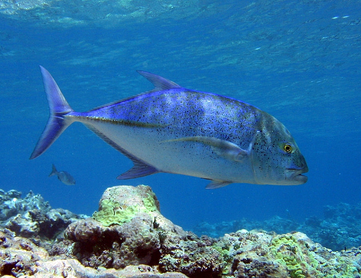 bluefin trevally, fish, swimming, water, ocean, sea, underwater