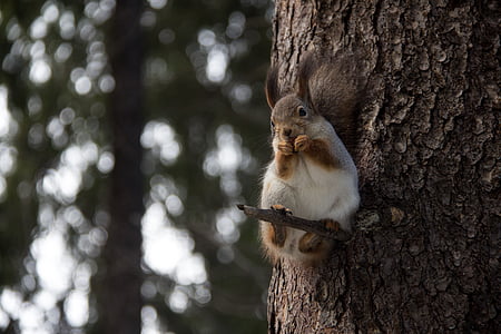 squirrel, forest, nature, trees, stroll, tree trunk, tree