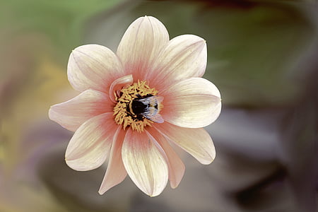 kukka, Blossom, Bloom, Hummel, hyönteinen, Dahlia, Dahlia Puutarha