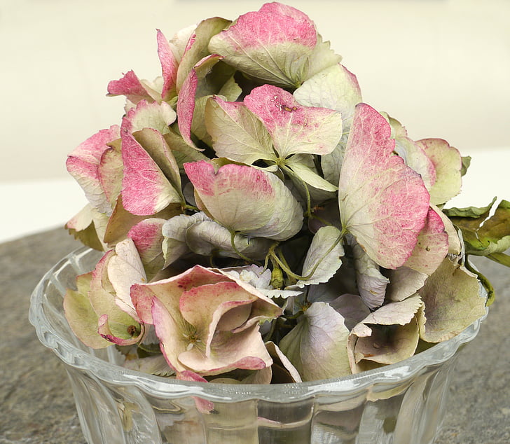hydrangea, dried, glass bowl, slate, grey, pink, blossom