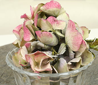 hortenzija, sušene, staklena činija, škriljevac, siva, roza, cvijet