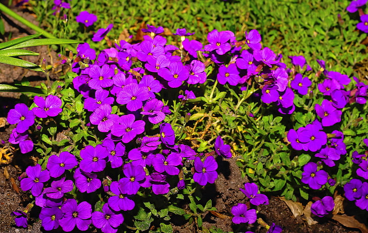 fleurs, Purple, nature, plante, fermer, fleur pourpre, printemps