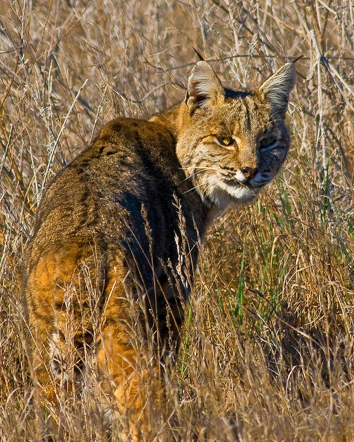 Lynx, Bobcat, volně žijící zvířata, predátor, Příroda, venku, Wild
