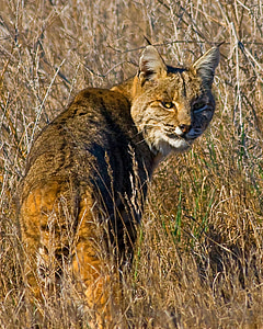 Lynx, Bobcat, faune, Predator, nature, à l’extérieur, sauvage