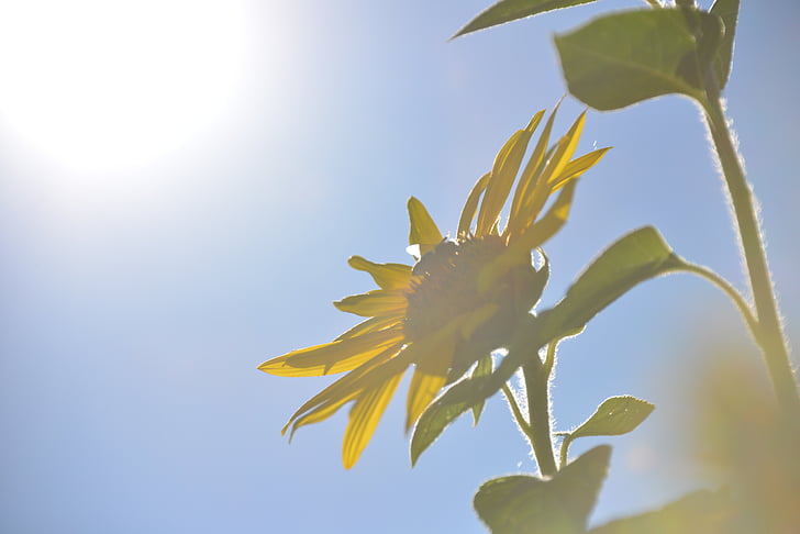 Sun flower, Hoa, mùa hè, Thiên nhiên, thực vật, màu vàng, Blossom