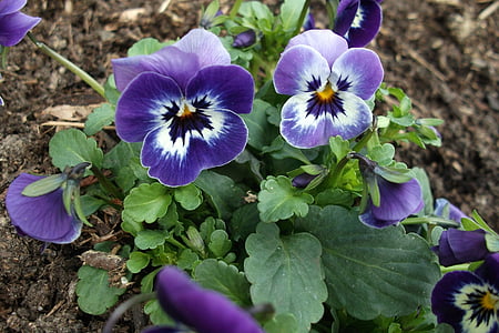 Purple, printemps, bloomer précoce, pleine floraison, fleur pourpre, fermer, Blossom