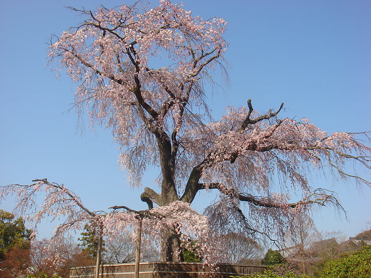 Beijing, kirsikankukka, summer palace, kevään