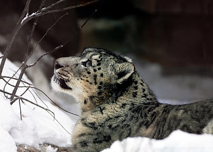 snow leopard, reclined, în căutarea, stare, portret, fata, cap