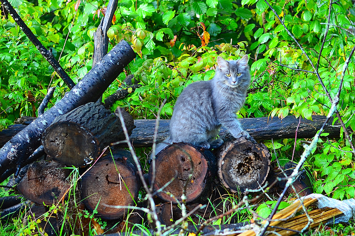 madeira, tronco de árvore, animal, animal de estimação, gato, floresta