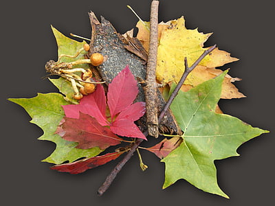 folhas, Maple, colorido, emergir, Outono, decoração, decoração de outono