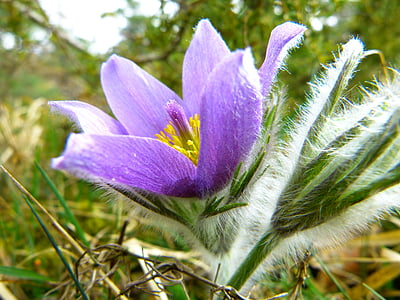 flor de Pascua, flor de Pascua común, Pulsatilla vulgaris, hahnenfußgewächs, planta seca, flor, primavera