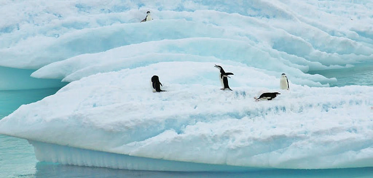 Антарктида, луд пингвин, море, океан, вода, зимни, сняг