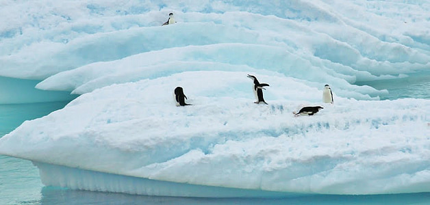 Антарктида, божевільні пінгвіни, море, океан, води, взимку, сніг