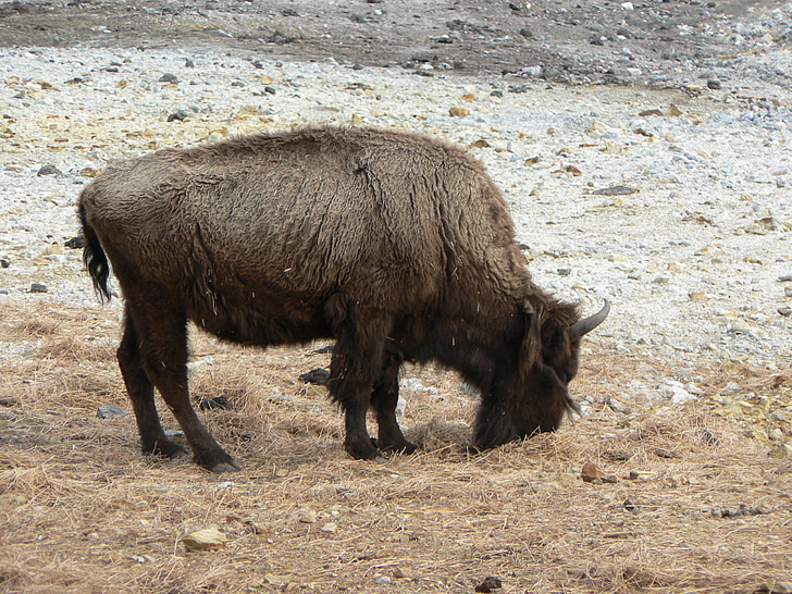 bison, zoo, bovine