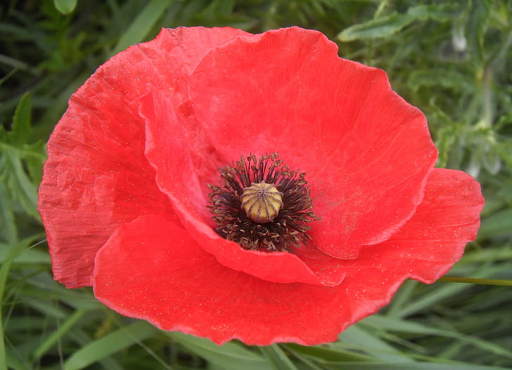poppy, petals, red, flower, fields, blossomed